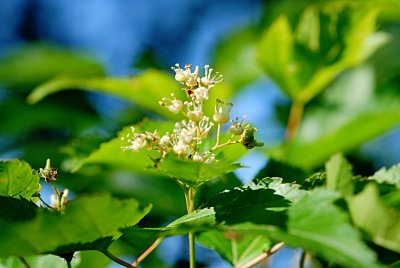 Acer ginnala - javor amurský - květenství (56)